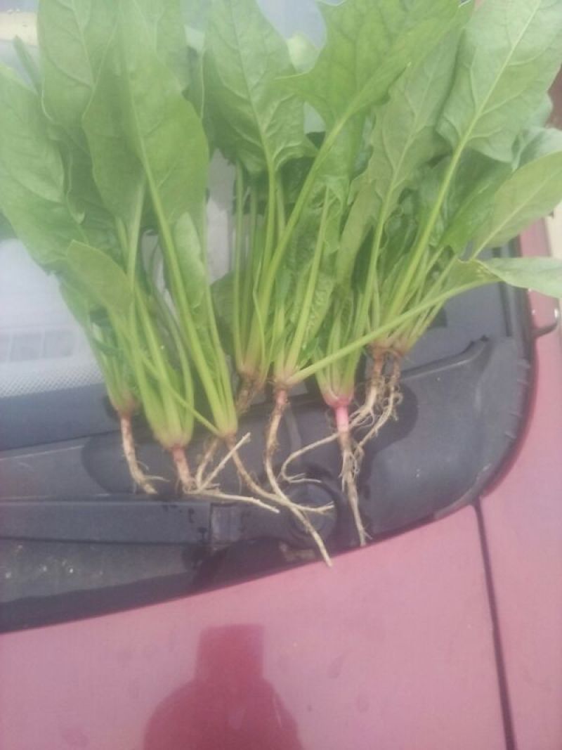大叶菠菜20~25厘米