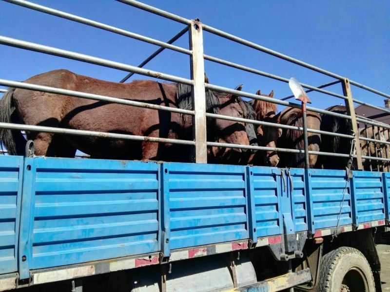 蒙古马200~300kg