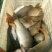 池鲤鱼食用1~2公斤