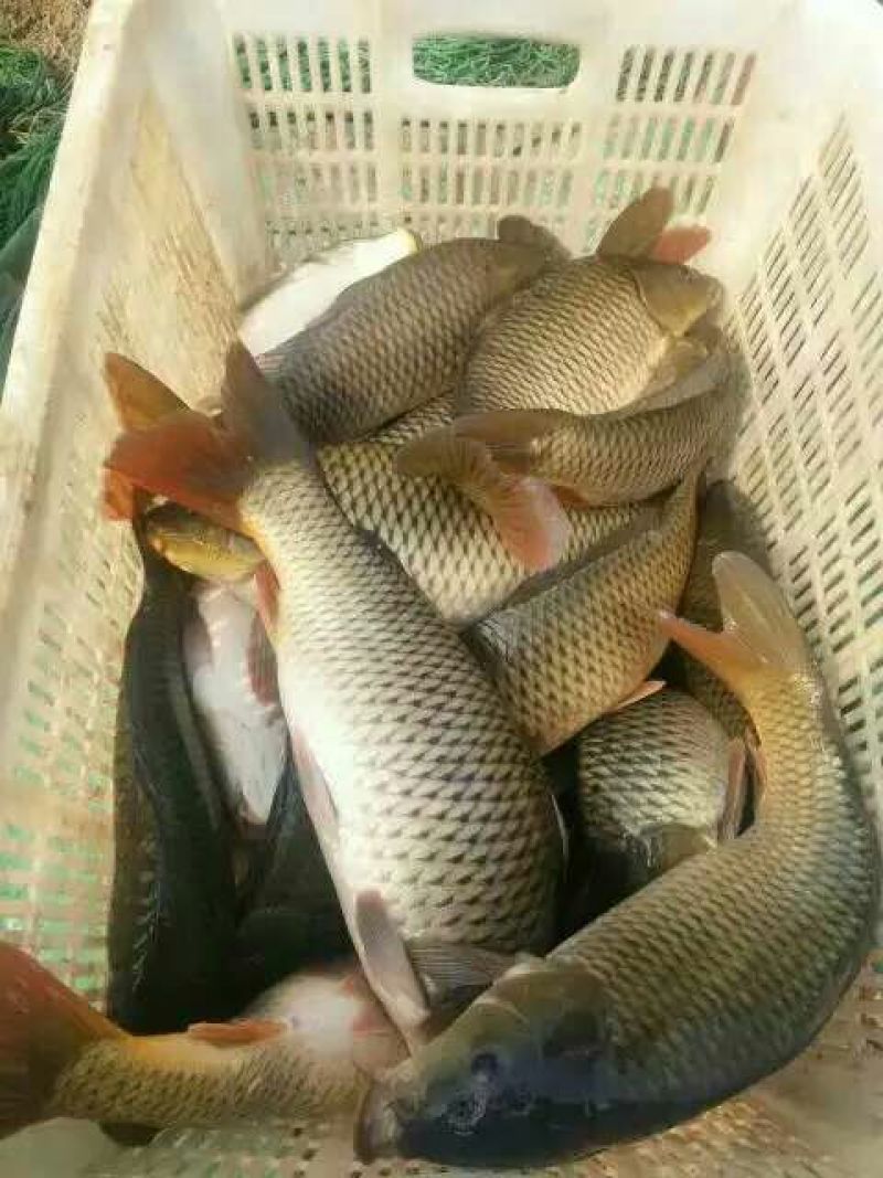 池鲤鱼食用1~2公斤