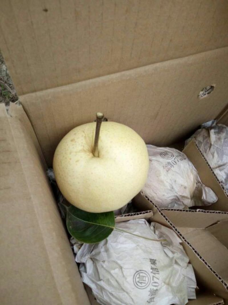 砀山梨250~300g纸袋