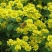 野菊花统货