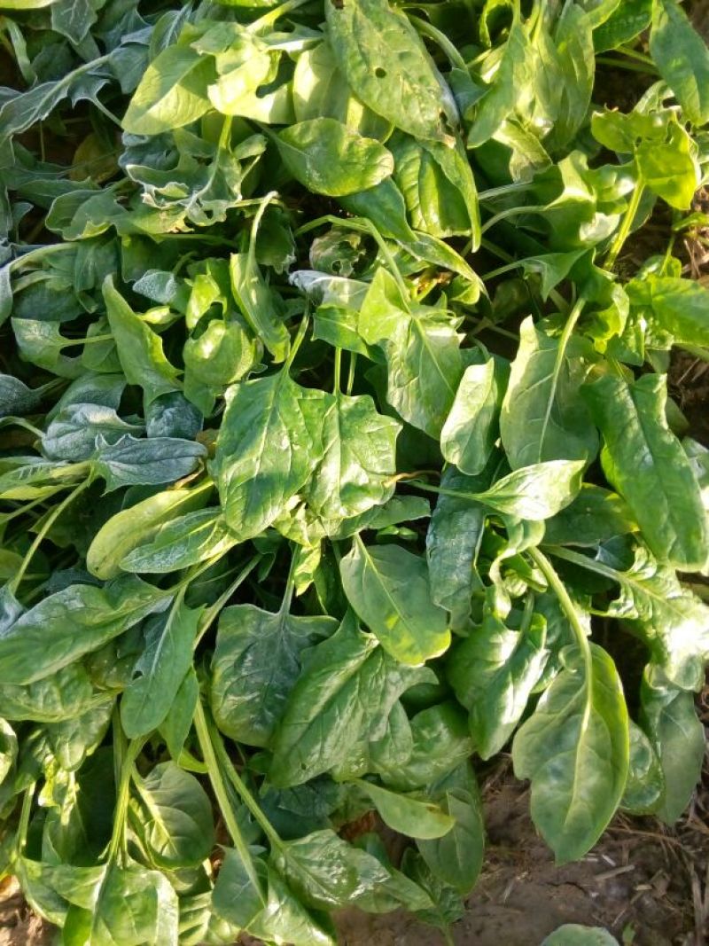 大叶菠菜25~30厘米