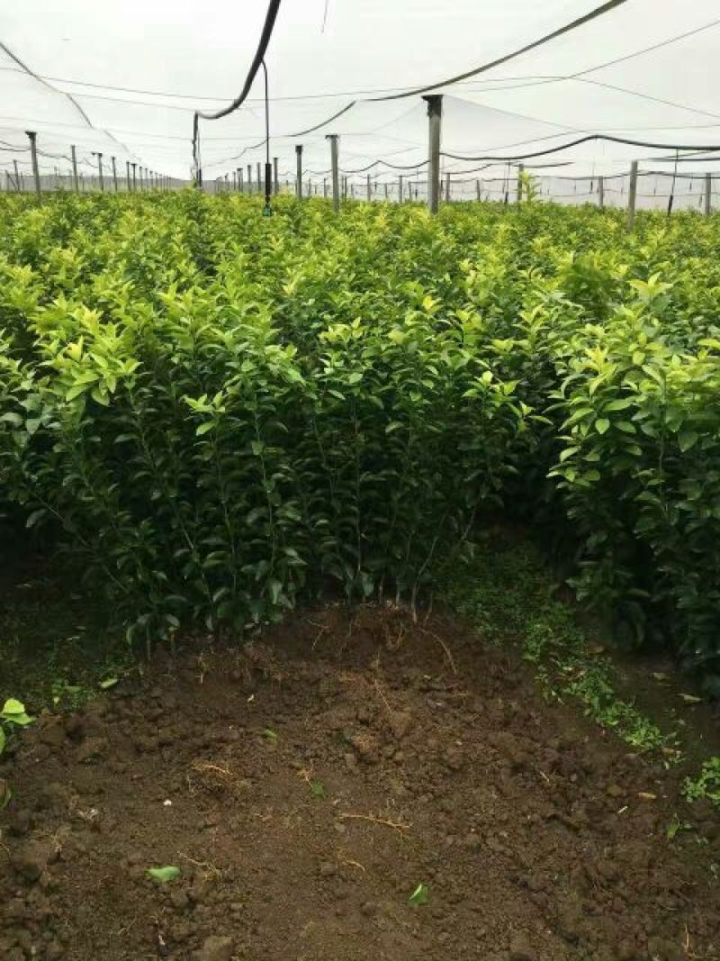 默科特果苗80~120cm