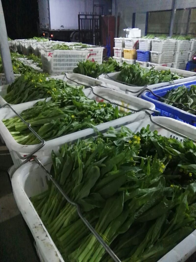 白菜苔30~40厘米