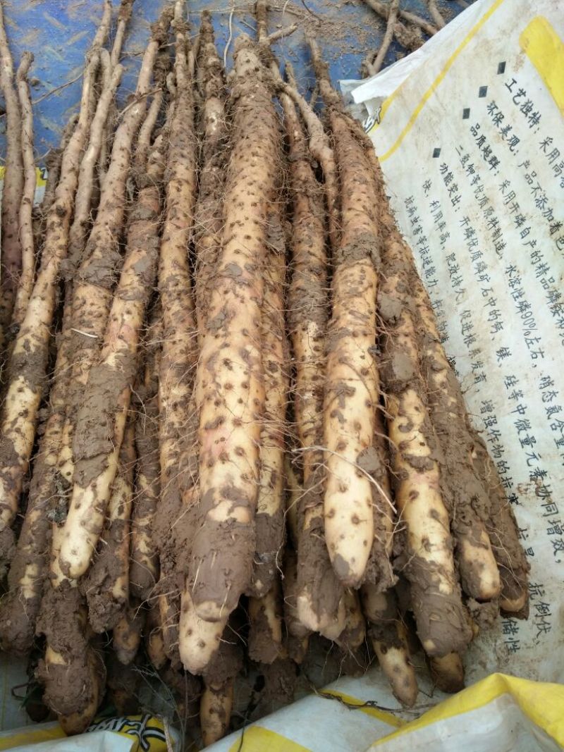 铁棍山药2~3厘米一级通货30~40厘米