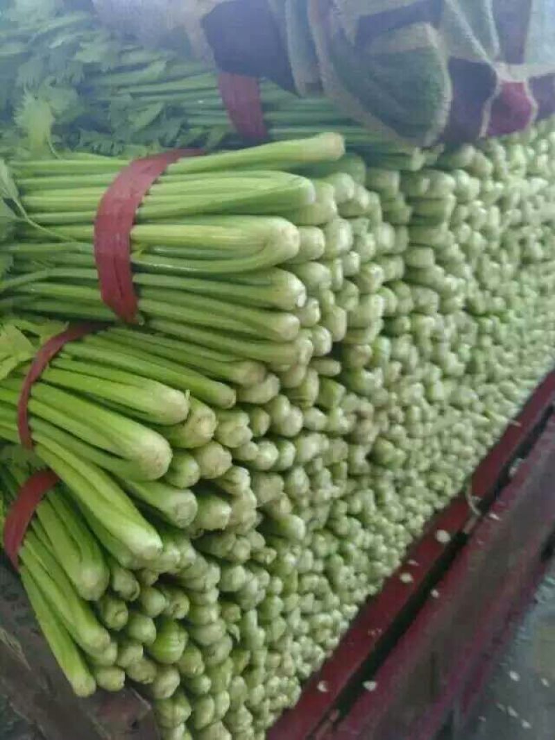 河北西芹法国皇后芹菜55cm以上茎杆脆嫩欢迎联系