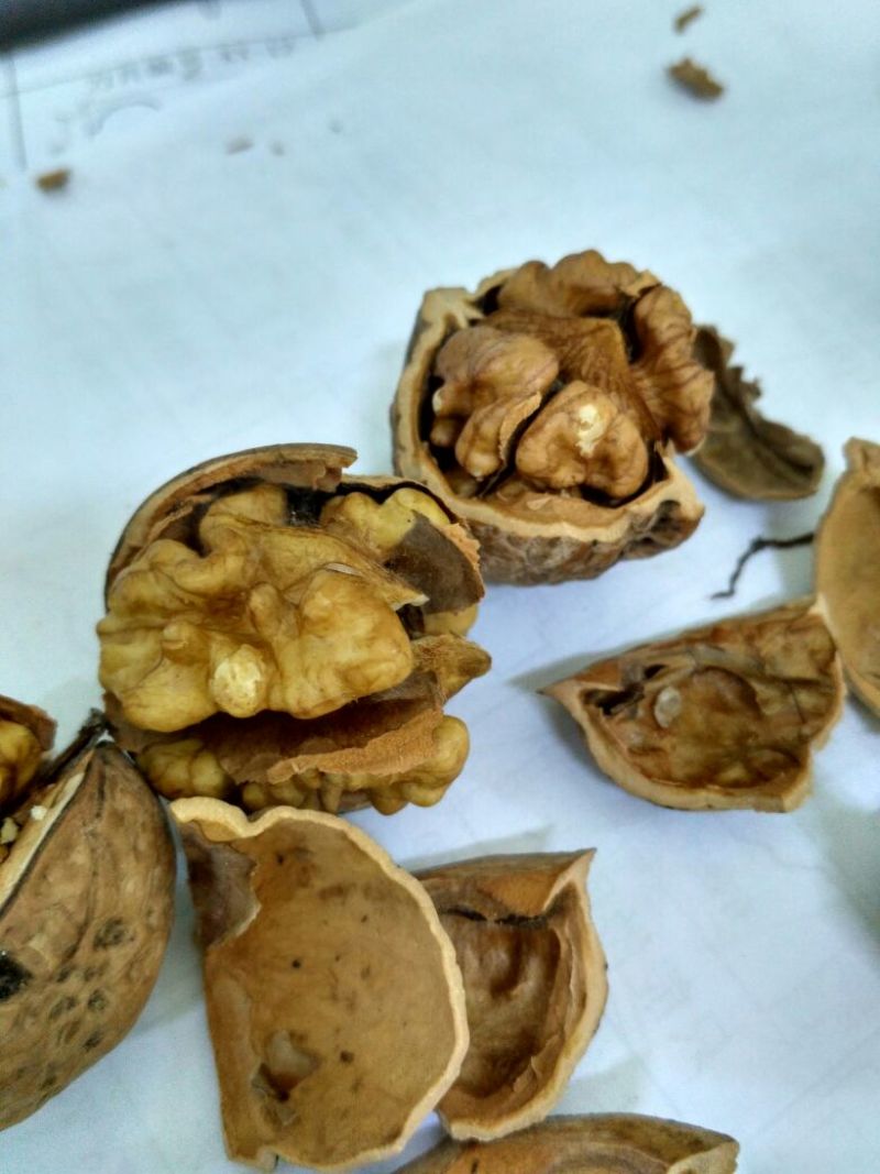核桃去皮干