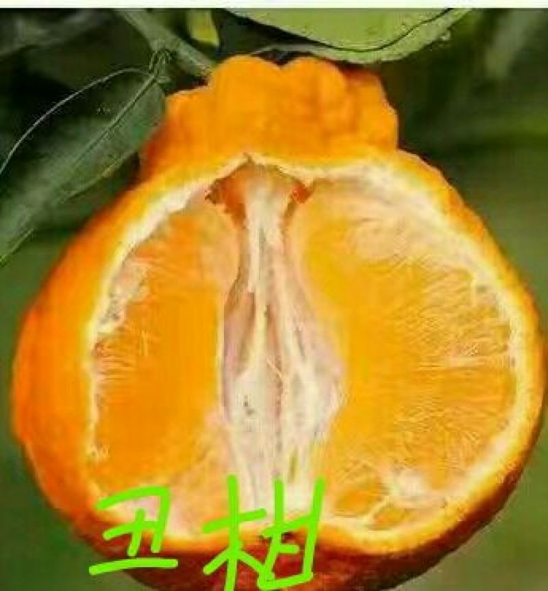 出售不知火丑柑凸顶柑柑橘嫁接苗苗高45-65cm