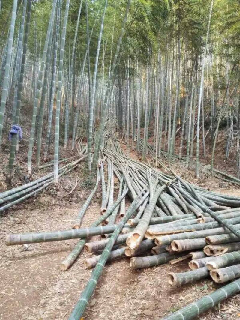 楠竹