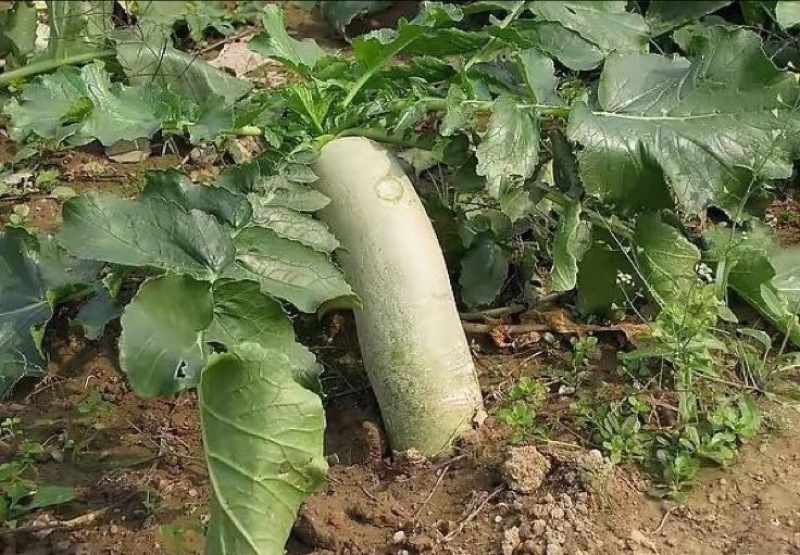 青萝卜