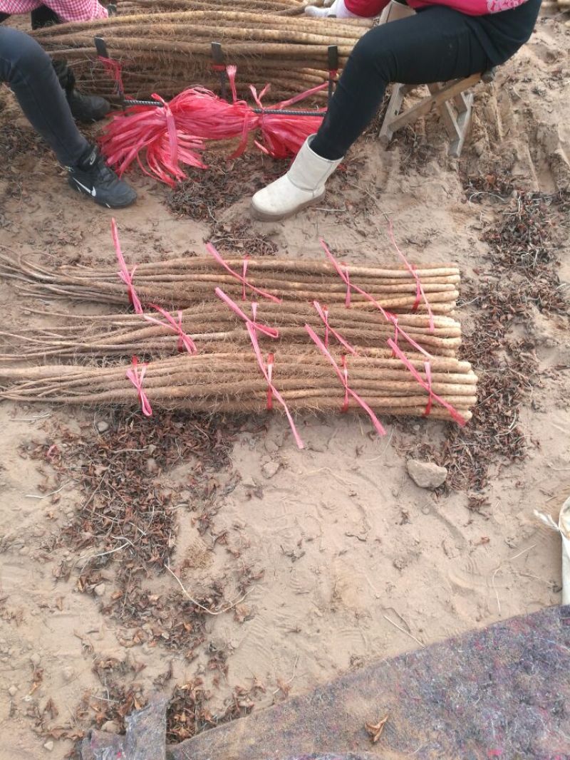 铁棍山药3~4厘米70~90厘米特级
