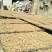 薄皮核桃30mm以上去皮