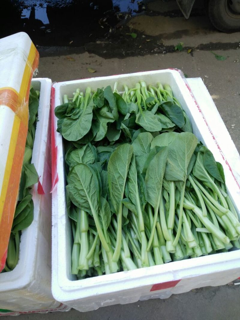 蔬菜