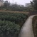 川茶