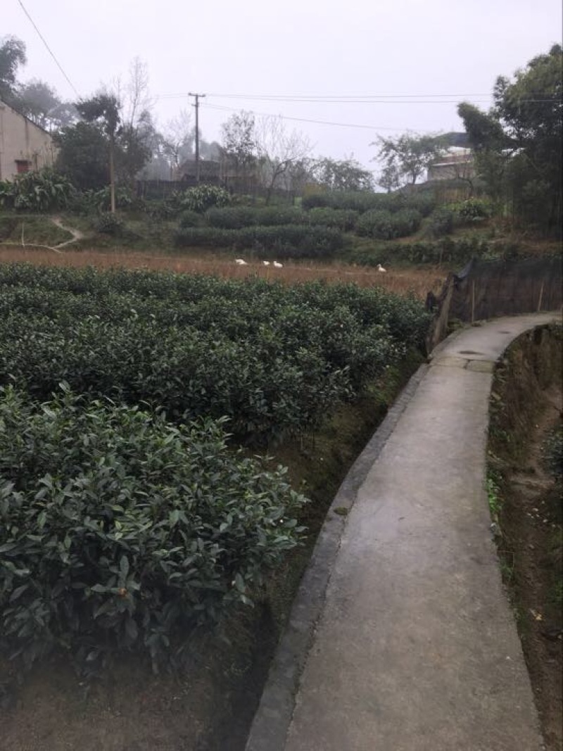 川茶