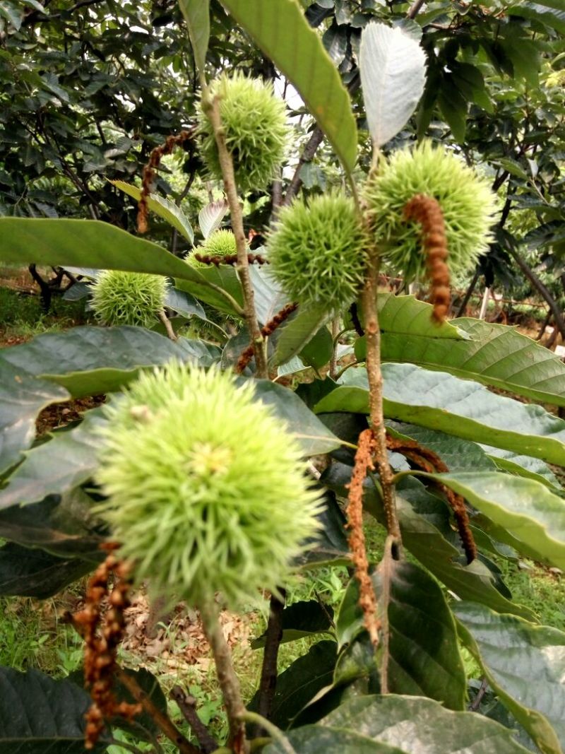 板栗苗新品种泰山油板栗丰产好吃有香味的板栗苗