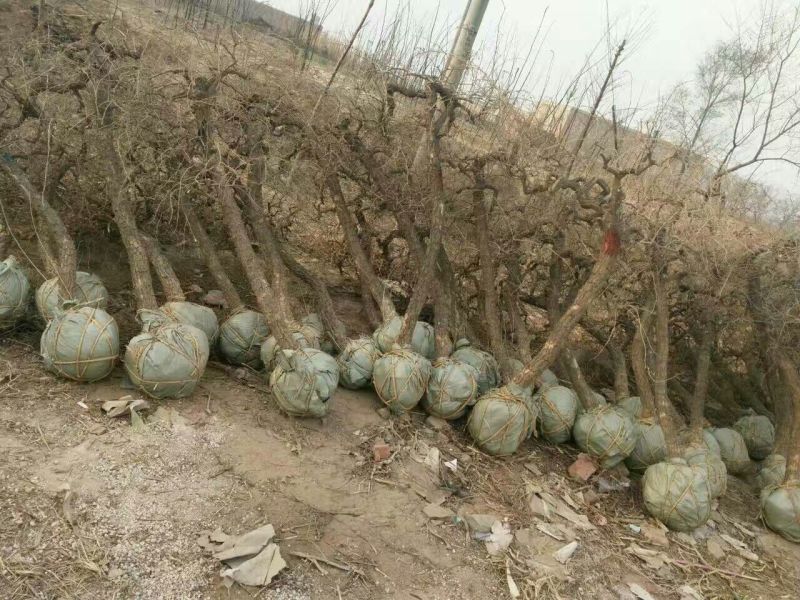 金银花1米以下