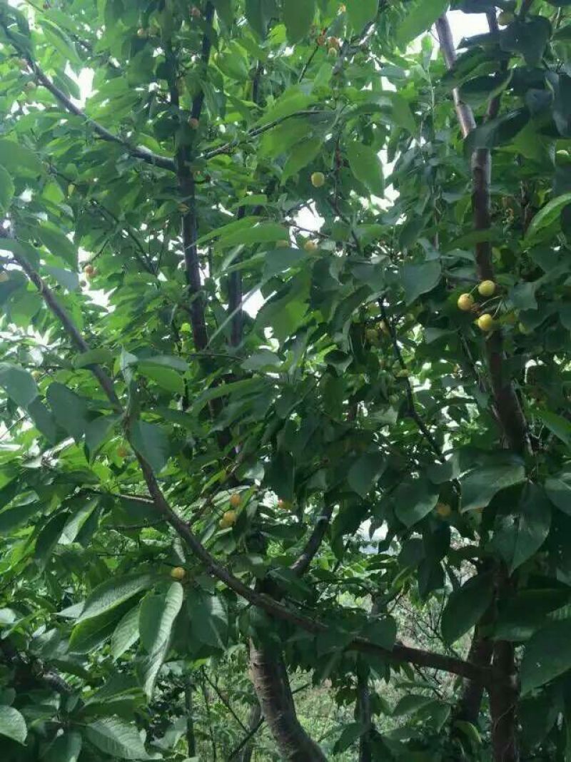 山东品质樱桃苗81~110cm规格齐全