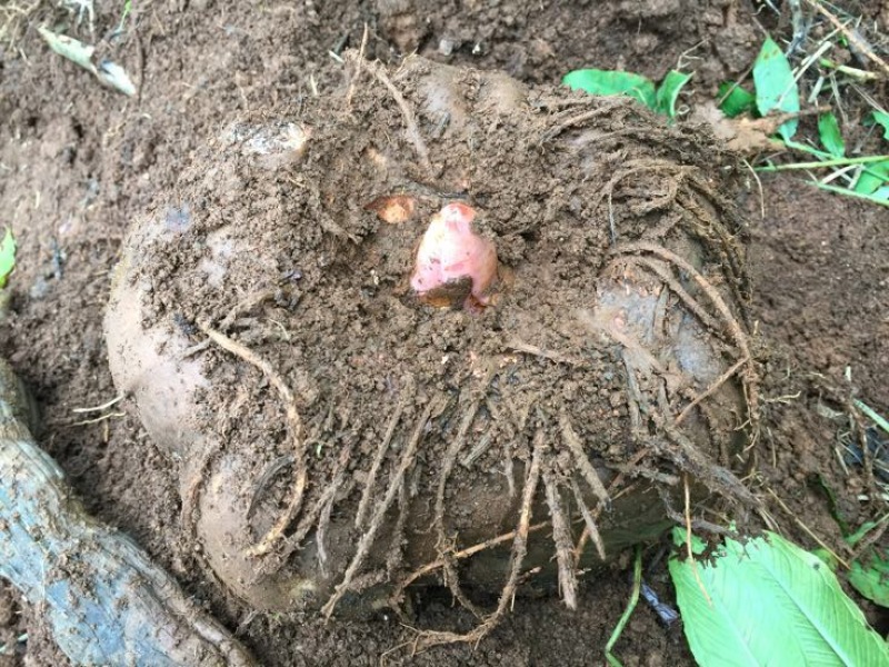 魔芋干