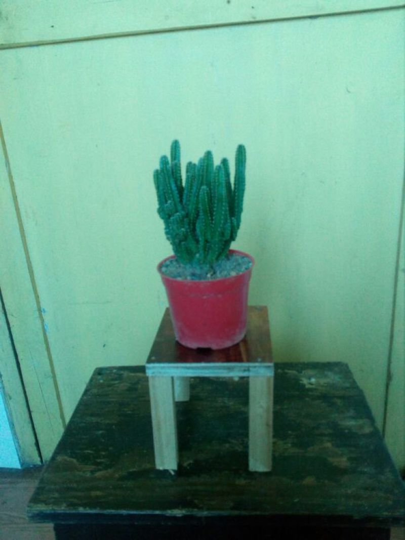 多肉植物带盆栽好