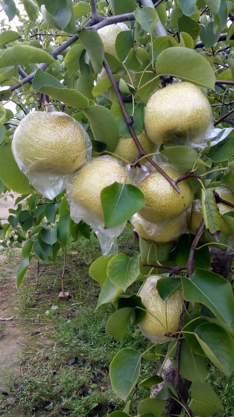 砀山梨