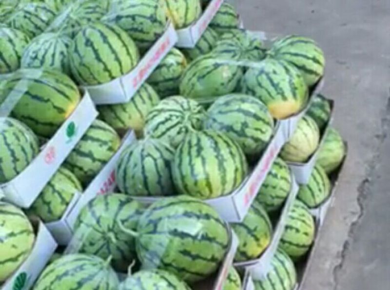 8424西瓜7斤打底8成熟，高箱，托盘，专业装车