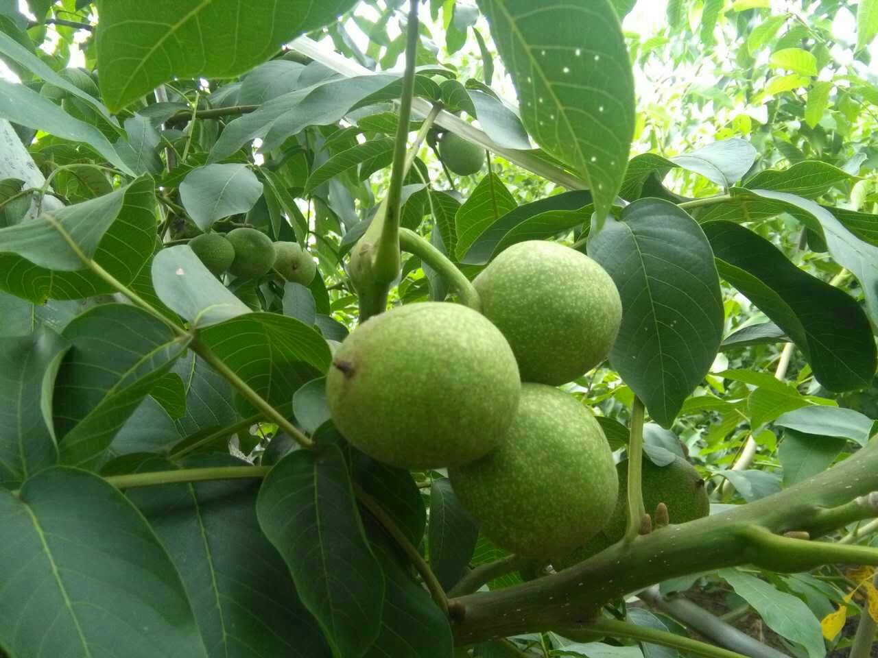 陕西渭南市大荔县青皮核桃 40mm以上 青皮批发_秦晶供应_一亩田农业网