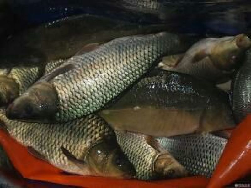 河鲤鱼食用2~3公斤