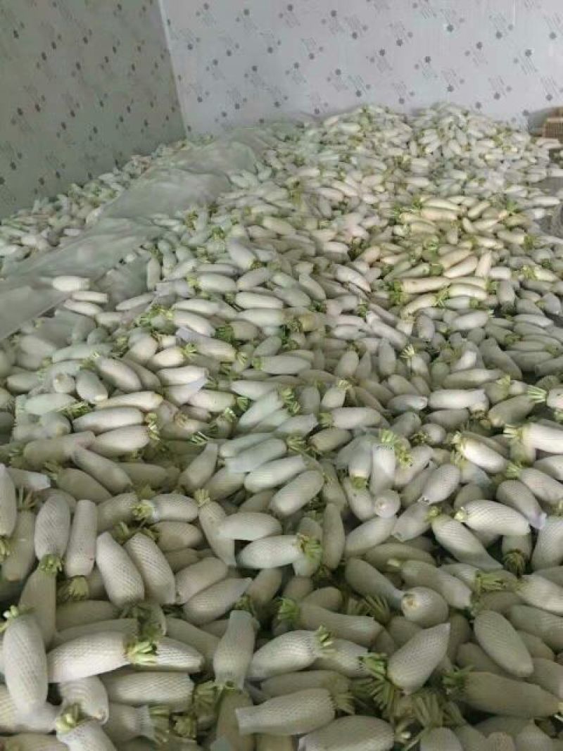 白萝卜1~1.5斤起