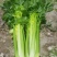 西芹60cm以上