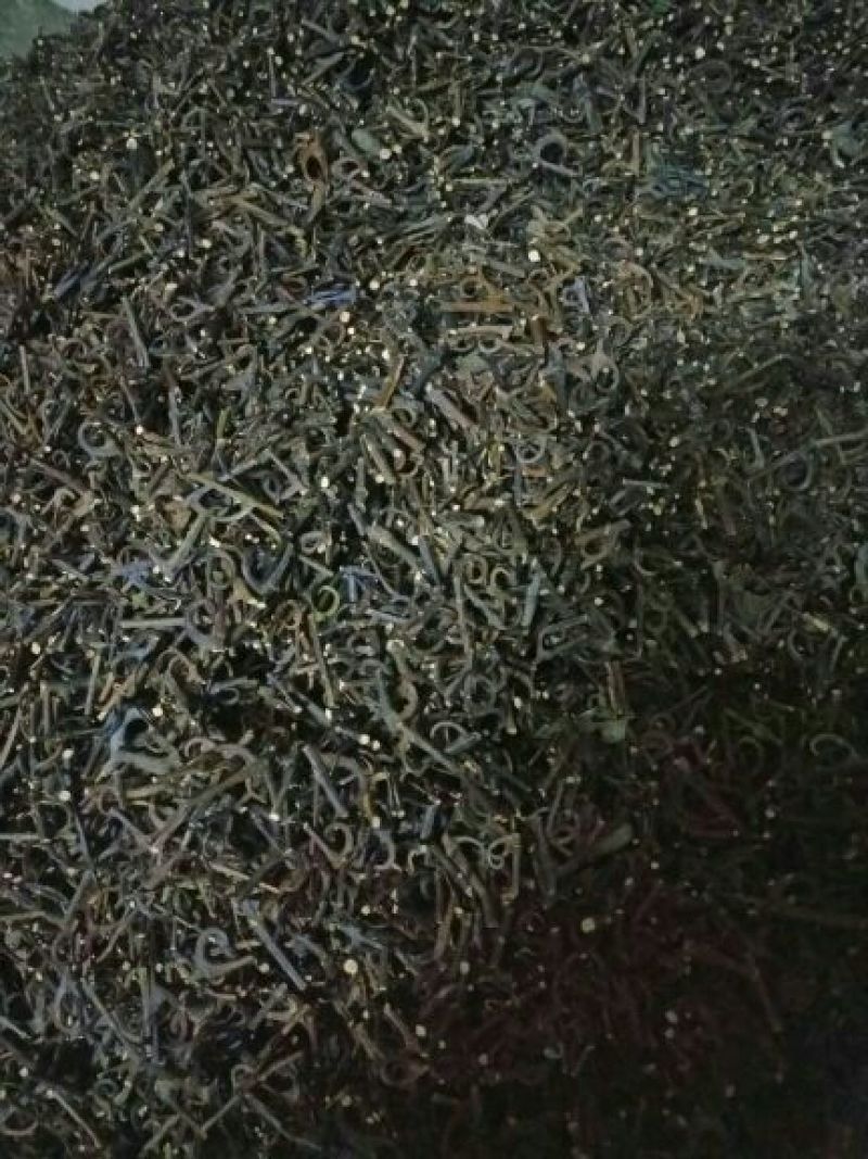 优质钩藤产地直供一手货源大山里的野生钩藤