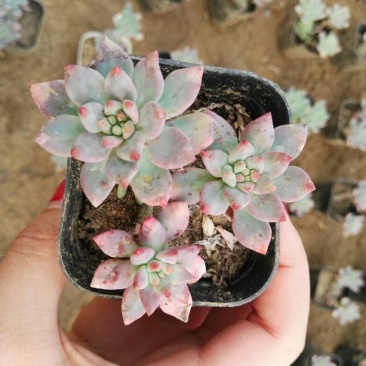 多肉植物不含盆