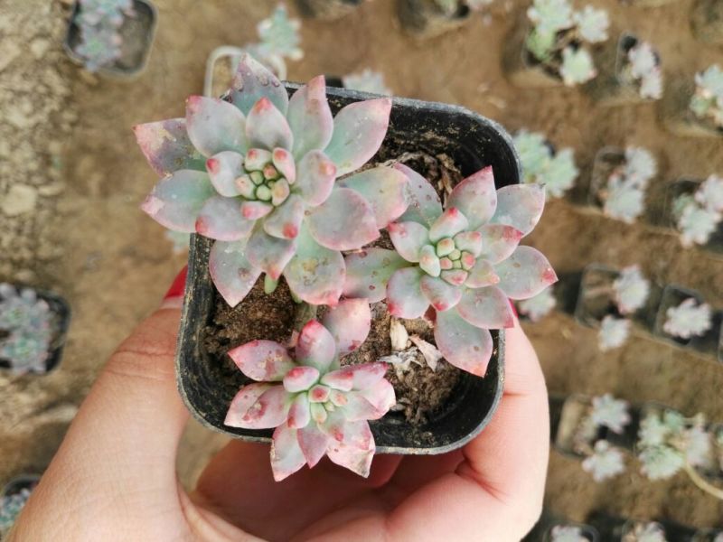 多肉植物不含盆