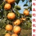 梨树苗80cm以上0.8cm
