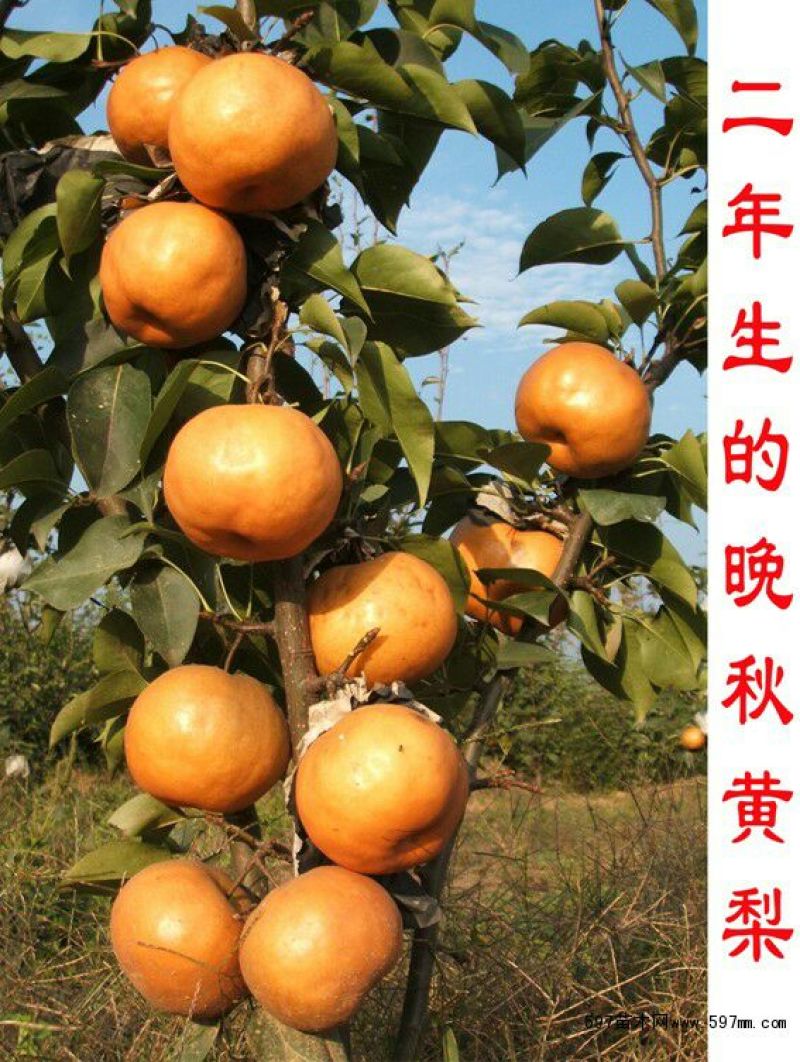 梨树苗80cm以上0.8cm