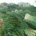 阔叶韭菜头茬，沙地韭菜，山西运城湿地韭菜