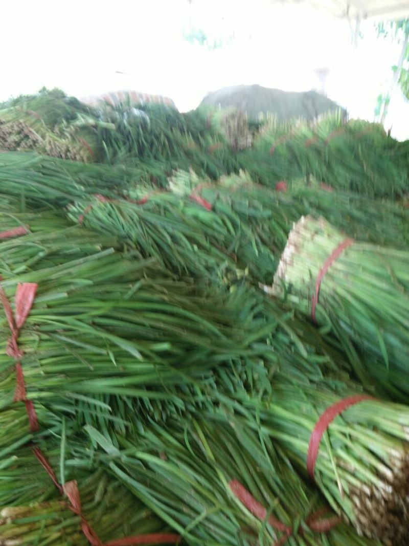 阔叶韭菜头茬，沙地韭菜，山西运城湿地韭菜
