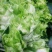 芥菜头4两以上