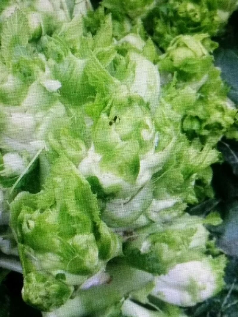 芥菜头4两以上
