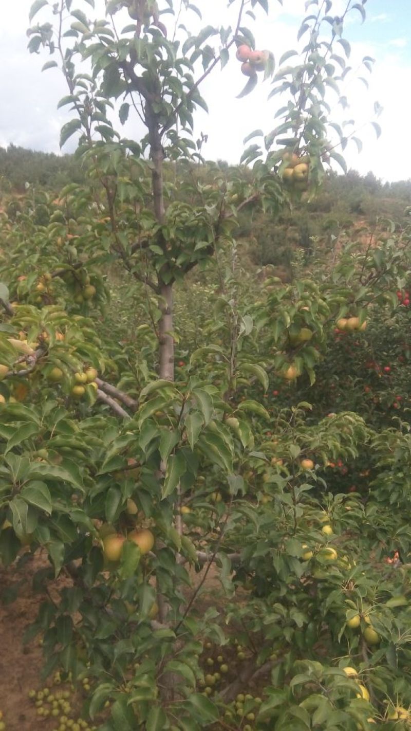 苹果梨400~450g光果