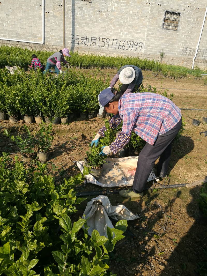 茉莉花含盆