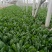 名门菠菜25~30厘米