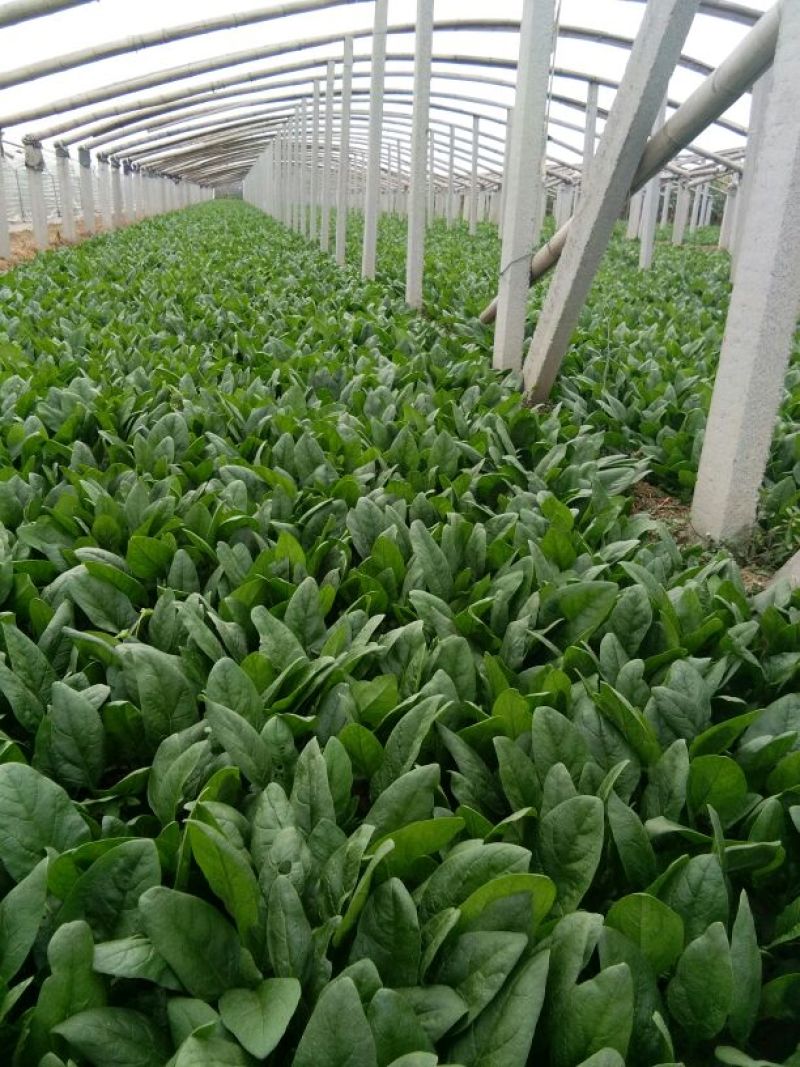 名门菠菜25~30厘米