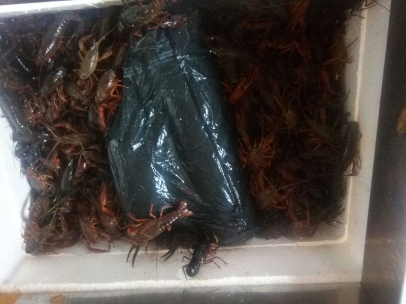 小龙虾食用活虾2~4钱
