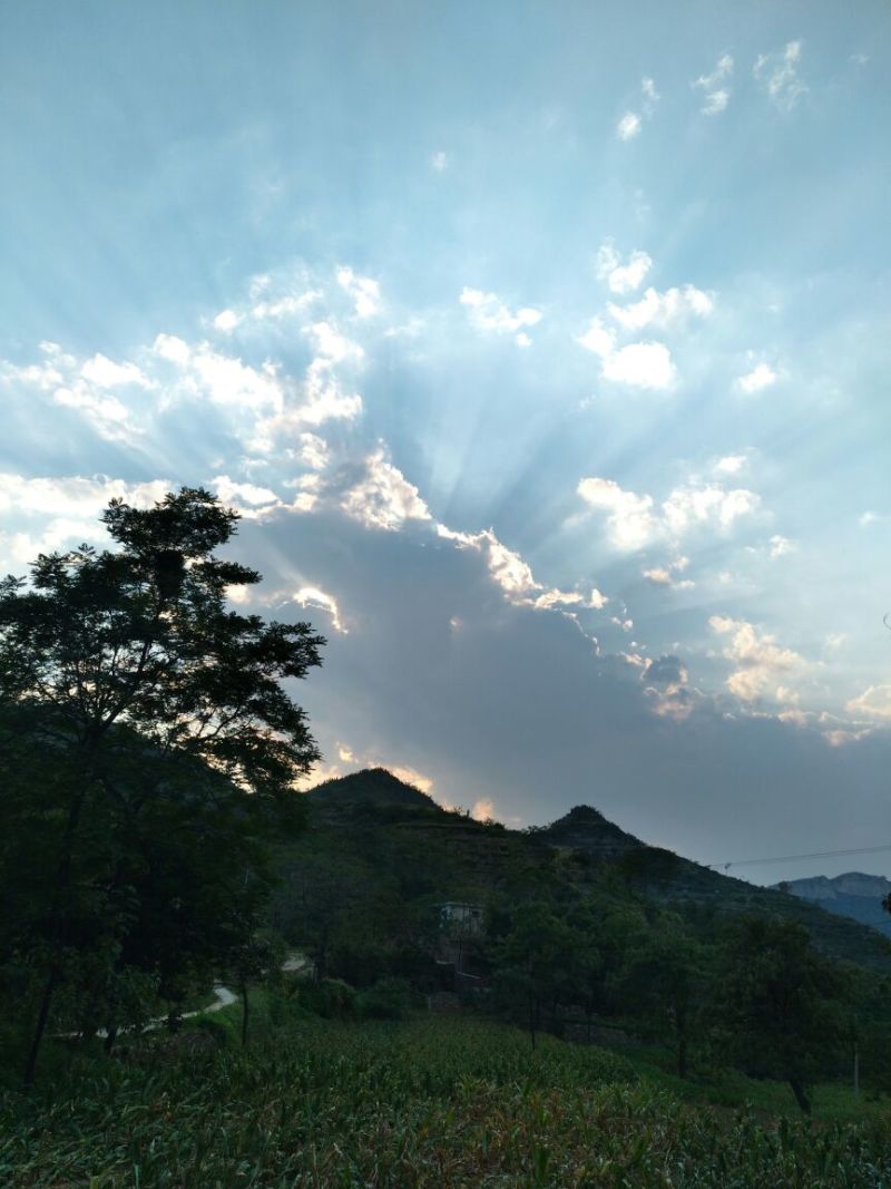 红薯粉面颗粒