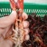 罗氏沼虾食用活虾