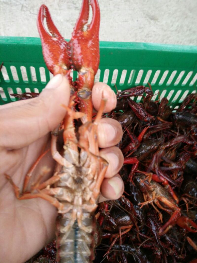 罗氏沼虾食用活虾