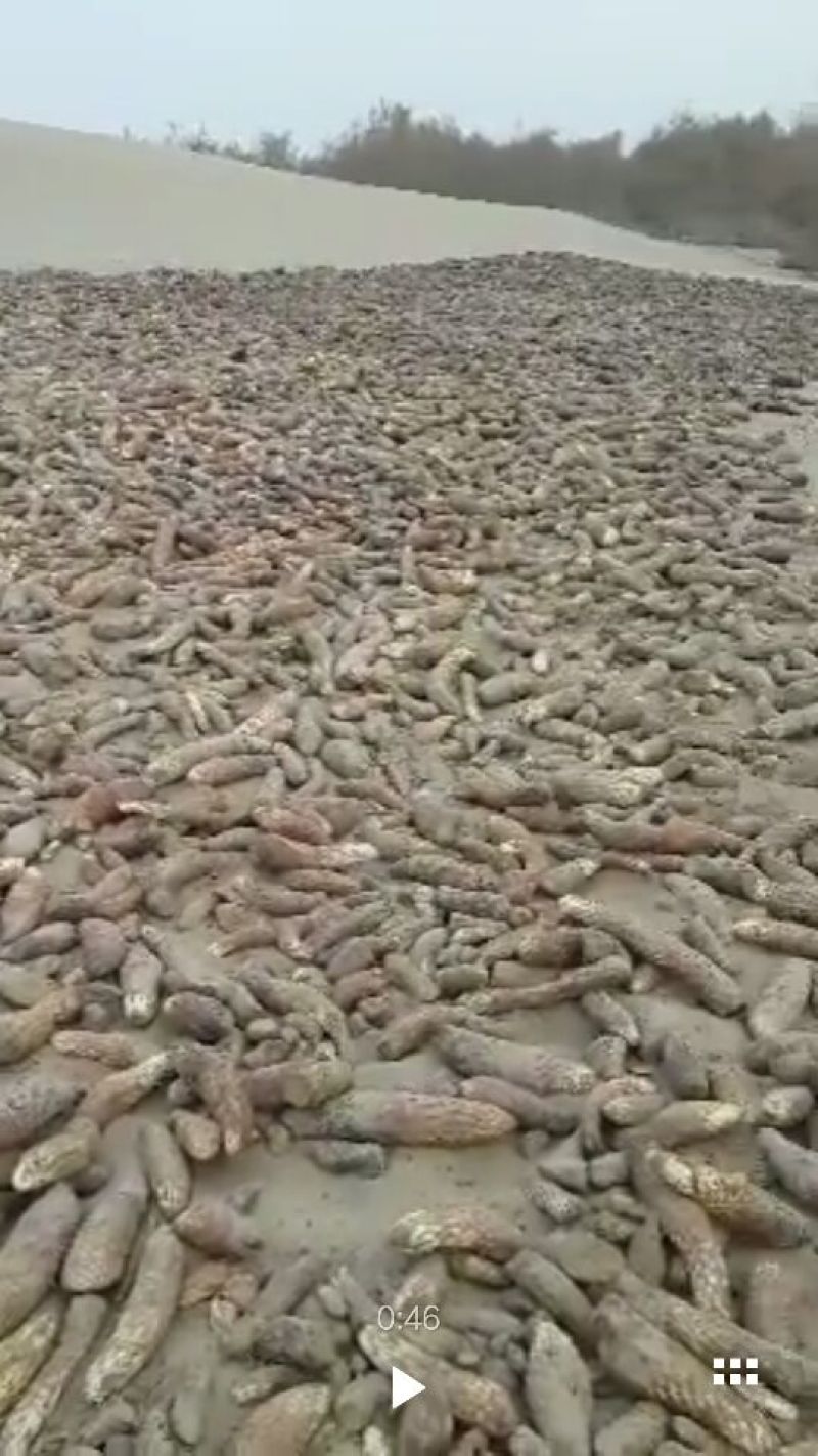 药用肉苁蓉