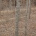 榆树6~8cm4~6cm2.5~3m